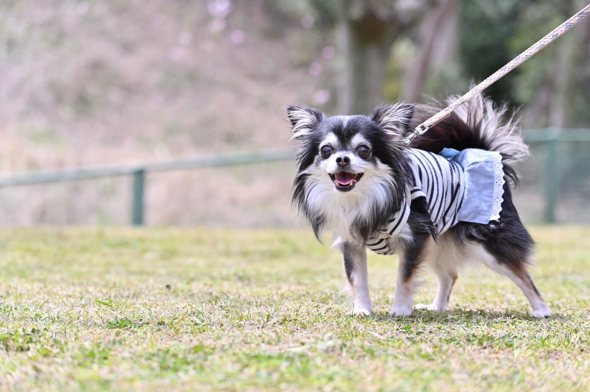 かわいいだけでなく、愛犬に合ったハーネスを選びましょう！